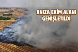 Şanlıurfa’da modern tarım hamlesi: Anıza ekim alanı artırıldı