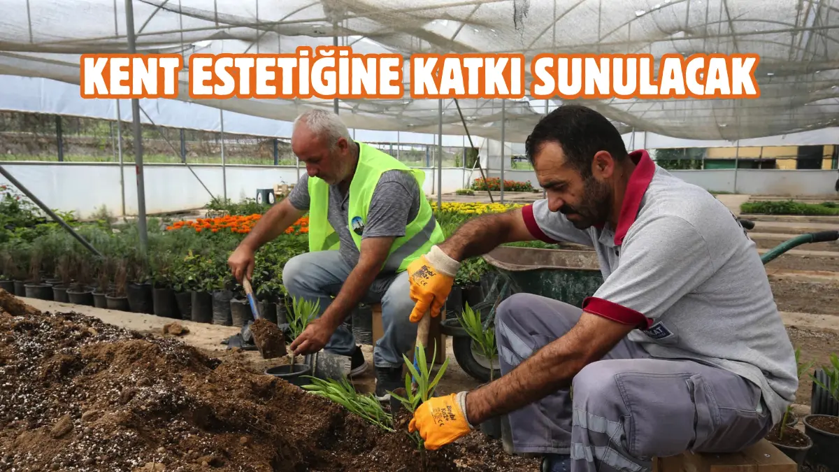 Tokat Belediyesi, kendi öz imkanlarıyla tohumdan yetiştirdiği rengarenk mevsimlik çiçeklerle