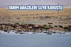 Diyarbakır Karacadağ’da gölet onarıldı