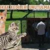Küçük patilere büyük sevgi: Şanlıurfa’da 12 kedi evi kuruldu