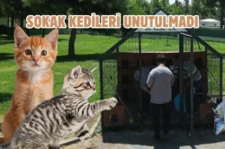 Küçük patilere büyük sevgi: Şanlıurfa’da 12 kedi evi kuruldu