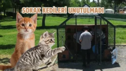 Küçük patilere büyük sevgi: Şanlıurfa’da 12 kedi evi kuruldu
