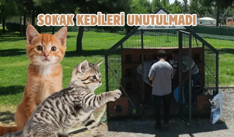 Küçük patilere büyük sevgi: Şanlıurfa’da 12 kedi evi kuruldu