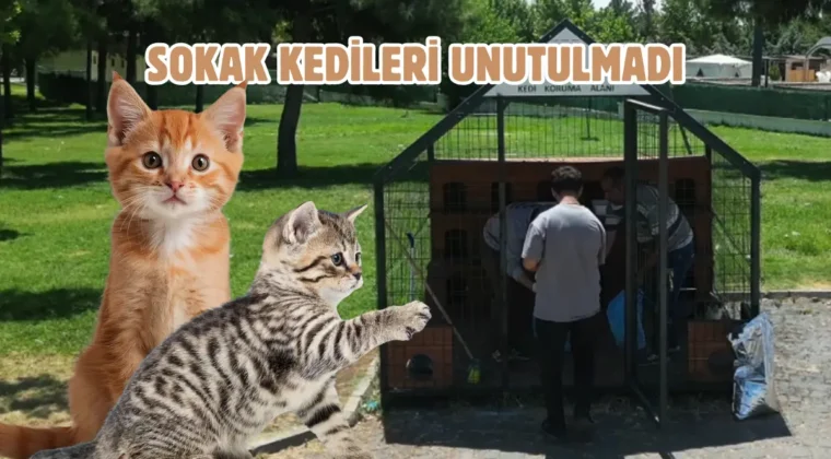 Küçük patilere büyük sevgi: Şanlıurfa’da 12 kedi evi kuruldu