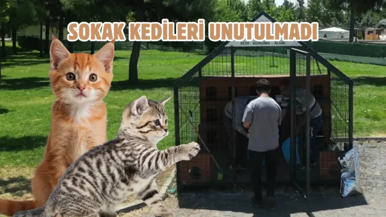 Küçük patilere büyük sevgi: Şanlıurfa’da 12 kedi evi kuruldu