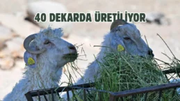 Doğal yaşam parkına Ata Çiftliği’nden yonca ikramı