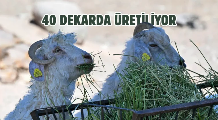 Doğal yaşam parkına Ata Çiftliği’nden yonca ikramı