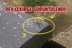 Samsun sahilinde çekirgeler görüldü: Vatandaş şaşkınlık yaşadı