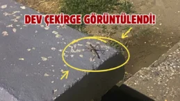 Samsun sahilinde çekirgeler görüldü: Vatandaş şaşkınlık yaşadı