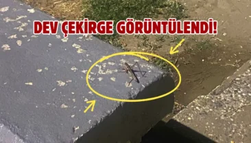 Samsun sahilinde çekirgeler görüldü: Vatandaş şaşkınlık yaşadı