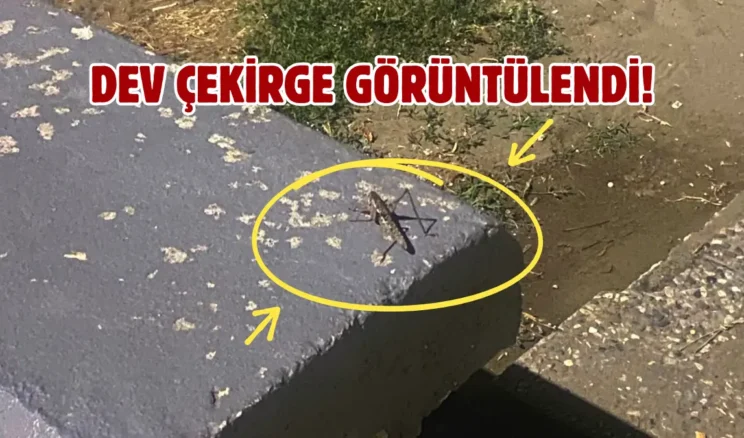 Samsun sahilinde çekirgeler görüldü: Vatandaş şaşkınlık yaşadı