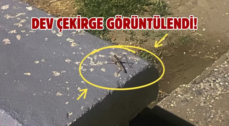 Samsun sahilinde çekirgeler görüldü: Vatandaş şaşkınlık yaşadı