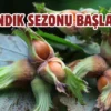 Fındık hasadı başlıyor: Patoz işletmecilerine yeni düzenleme