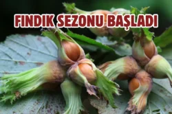 Fındık hasadı başlıyor: Patoz işletmecilerine yeni düzenleme