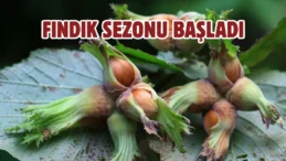 Fındık hasadı başlıyor: Patoz işletmecilerine yeni düzenleme