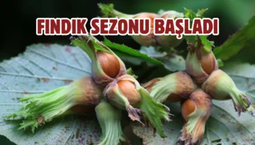 Fındık hasadı başlıyor: Patoz işletmecilerine yeni düzenleme