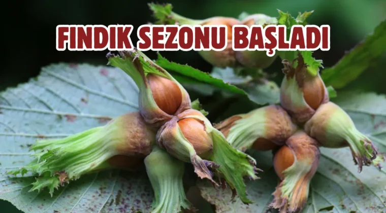 Fındık hasadı başlıyor: Patoz işletmecilerine yeni düzenleme