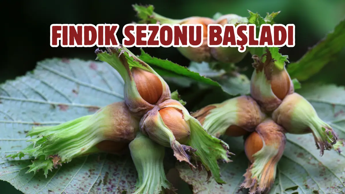 Karadeniz’de fındık sezonunun başlamasıyla birlikte Giresun Belediyesi, patoz işletmecilerine yeni