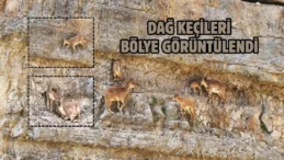 Dağ keçisi ailesi böyle görüntülendi