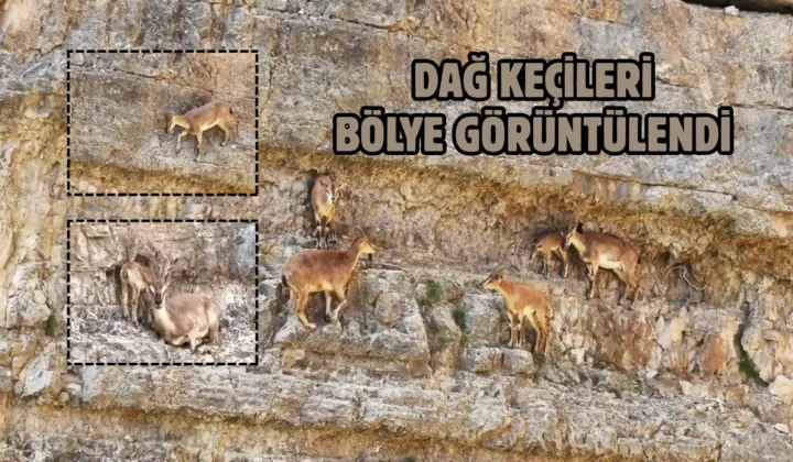 Dağ keçisi ailesi böyle görüntülendi