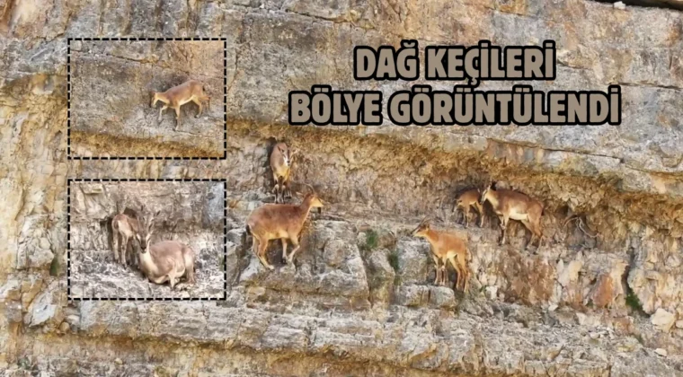 Dağ keçisi ailesi böyle görüntülendi