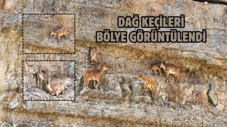 Dağ keçisi ailesi böyle görüntülendi