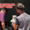 Sincan’da sahipsiz hayvanlara rehabilitasyon desteği
