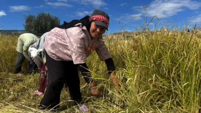 Kızılcahamam’da 40 yıllık aranın ardından yeniden üretime kazandırılan Çeltikçi pirincinde